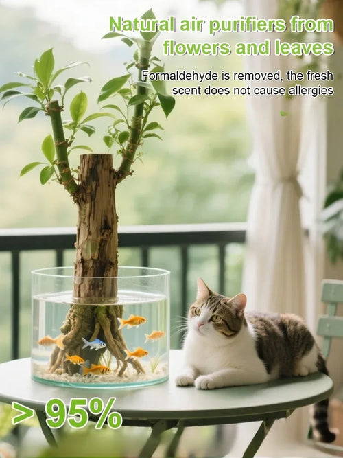 Four-season Flowering Hydroponic Brazilian Fortune Tree