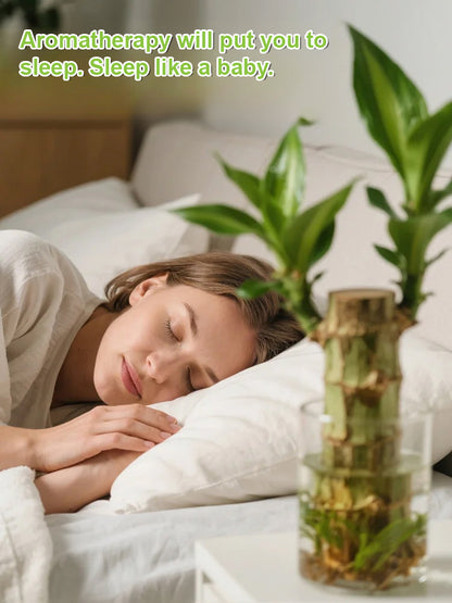 Four-season Flowering Hydroponic Brazilian Fortune Tree