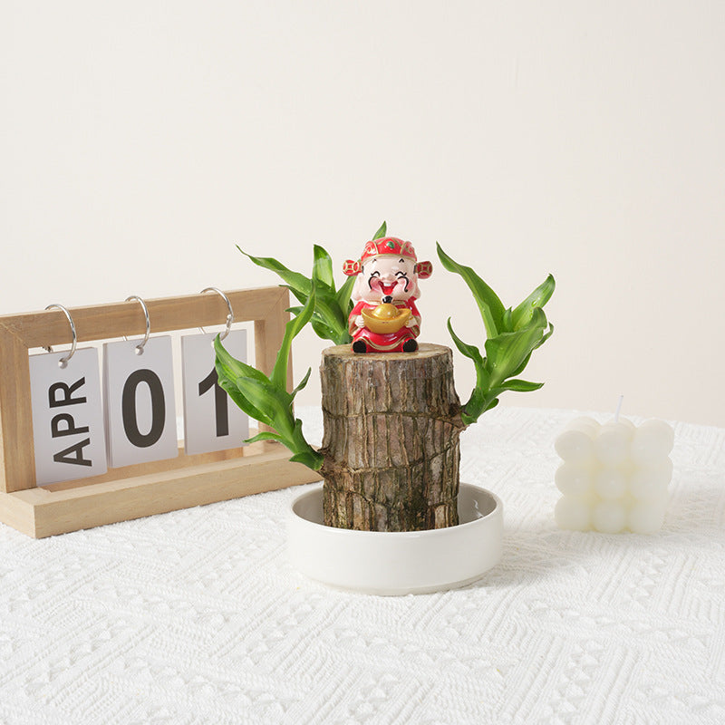 Four-season Flowering Hydroponic Brazilian Fortune Tree