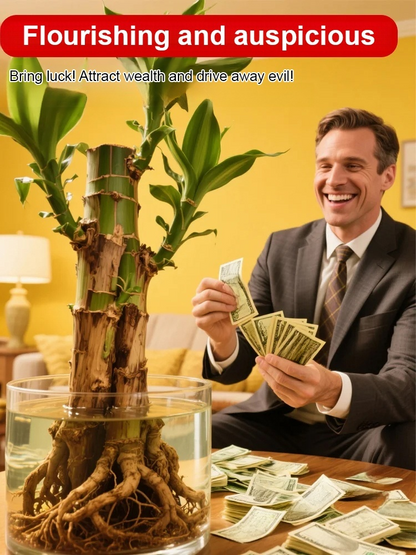 Four-season Flowering Hydroponic Brazilian Fortune Tree