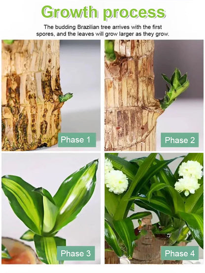 Four-season Flowering Hydroponic Brazilian Fortune Tree